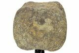 Hadrosaur (Edmontosaurus) Caudal Vertebra w/ Metal Stand- Wyoming #227732-4